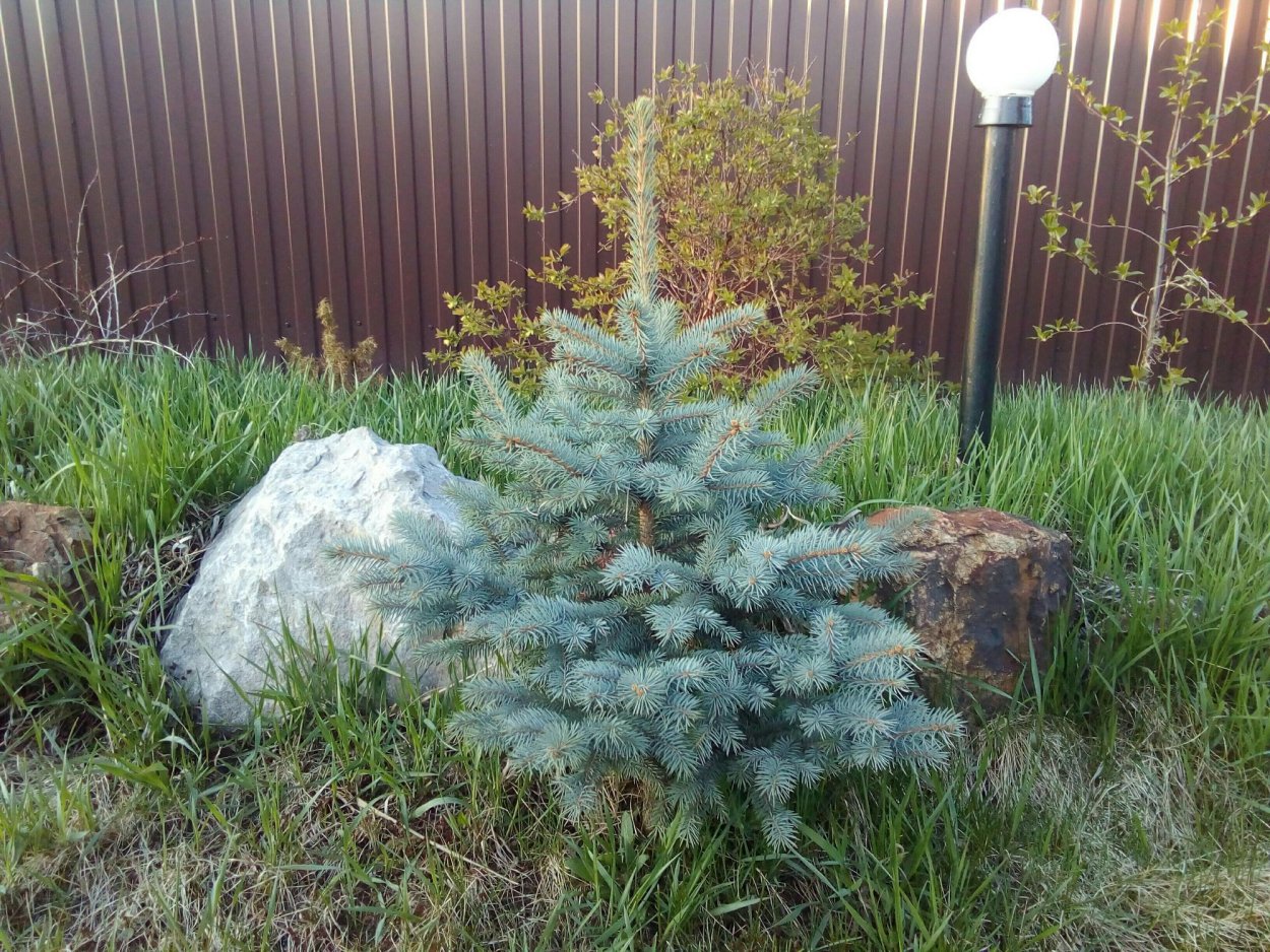 Живые голубые ели г Стерлитамака фото