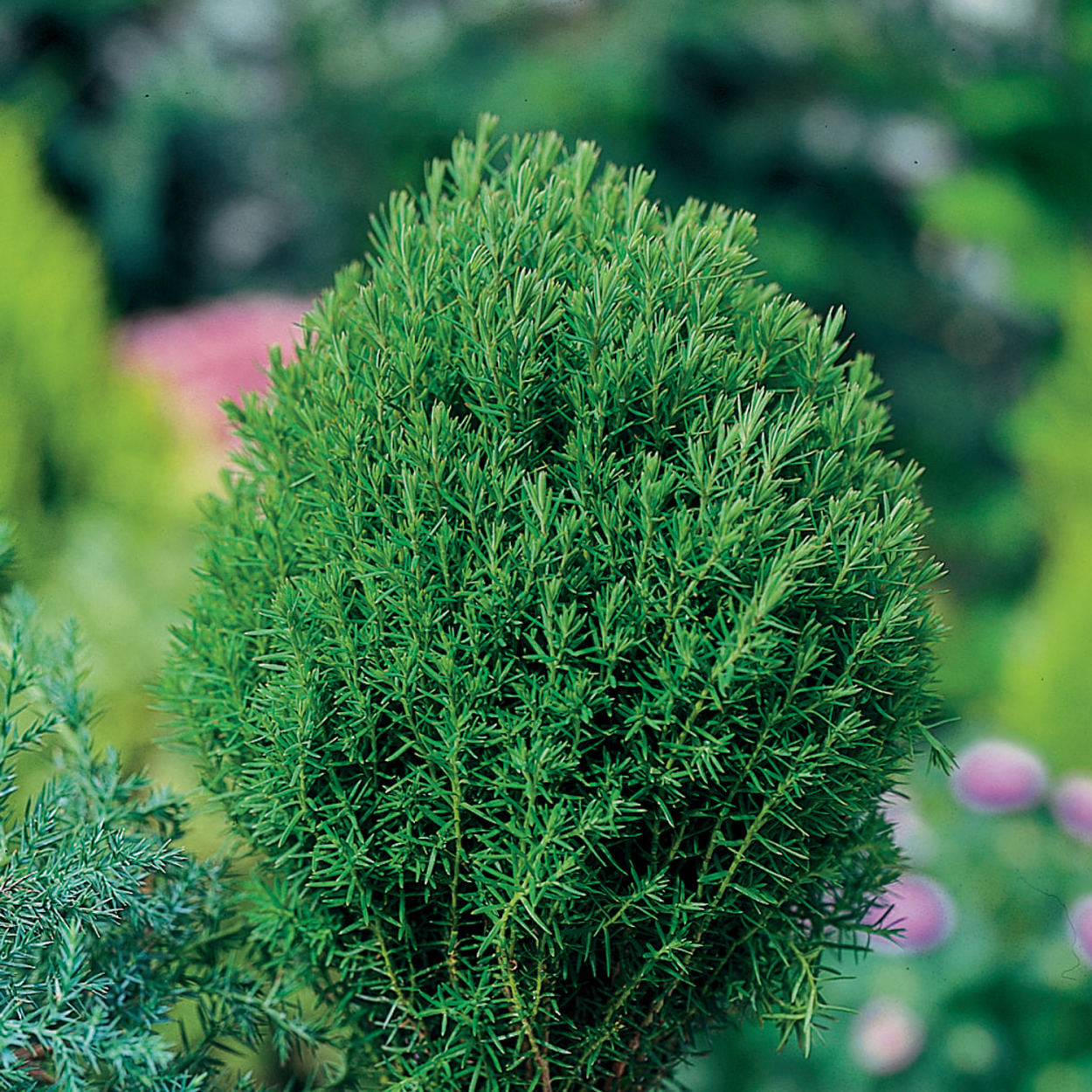 Можжевельник обыкновенный, виргинский,