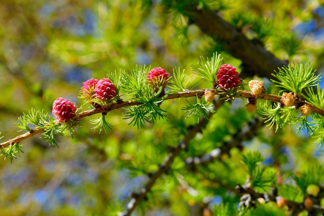 Красивые хвойные деревья