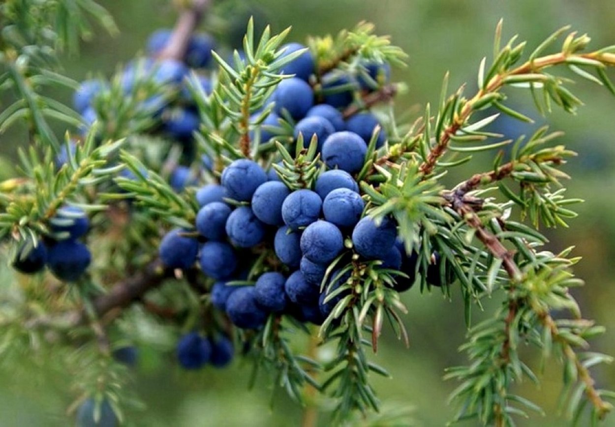 Сосна обыкновенная Ватерери