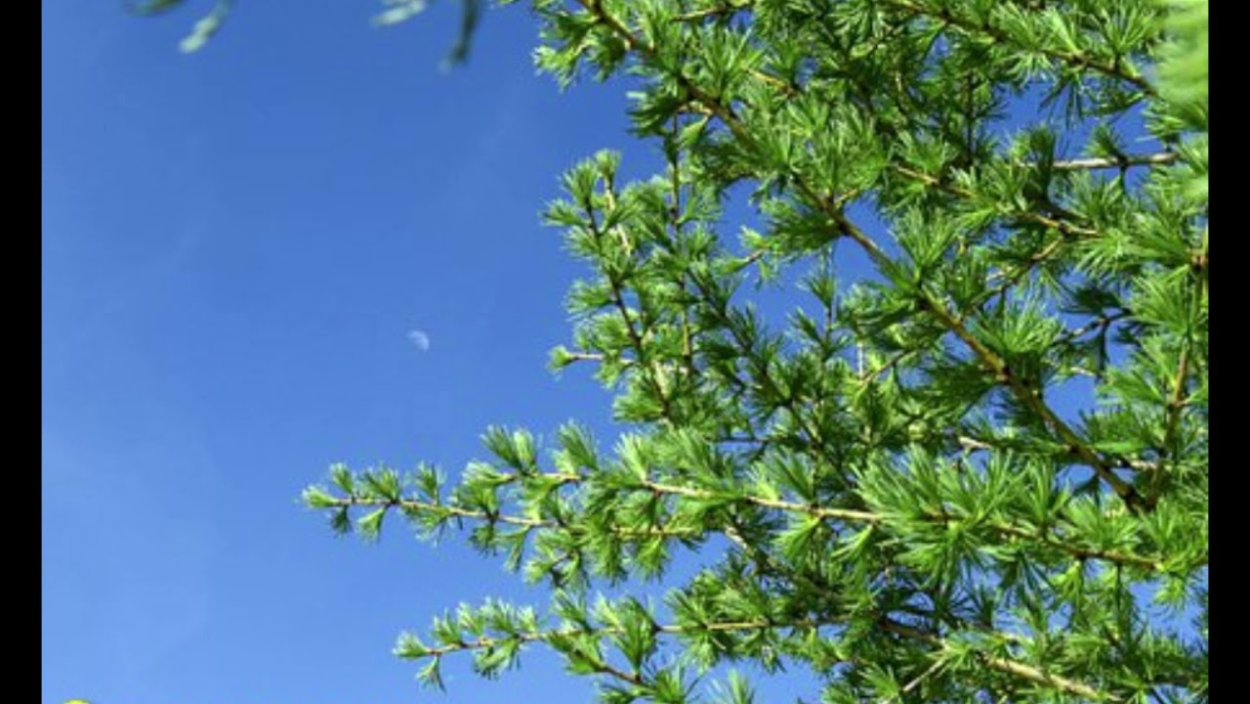 Веточка лиственницы