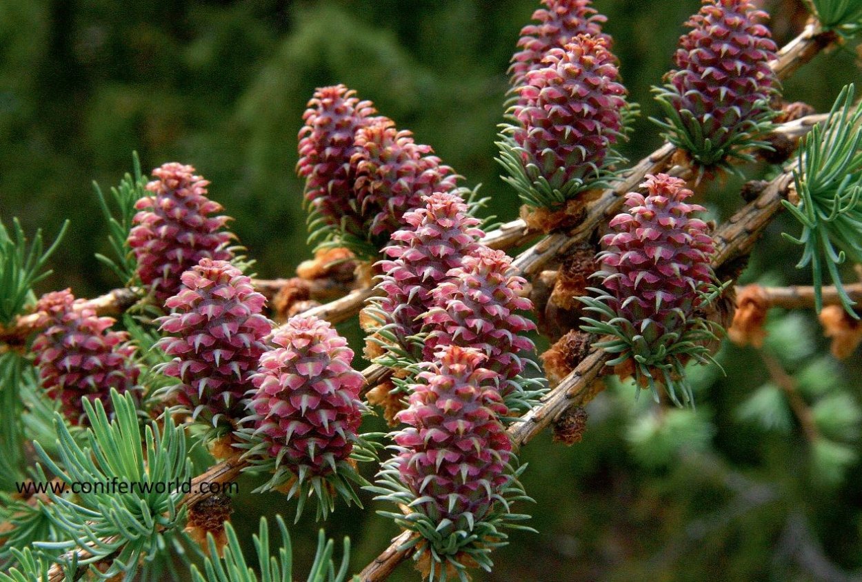 Сосна шишки и хвоинки