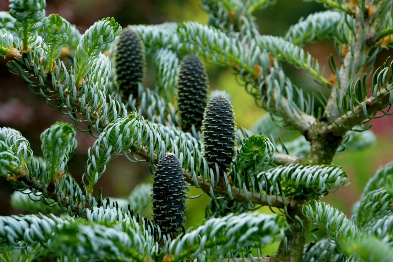 Cedrus Atlantica glauca