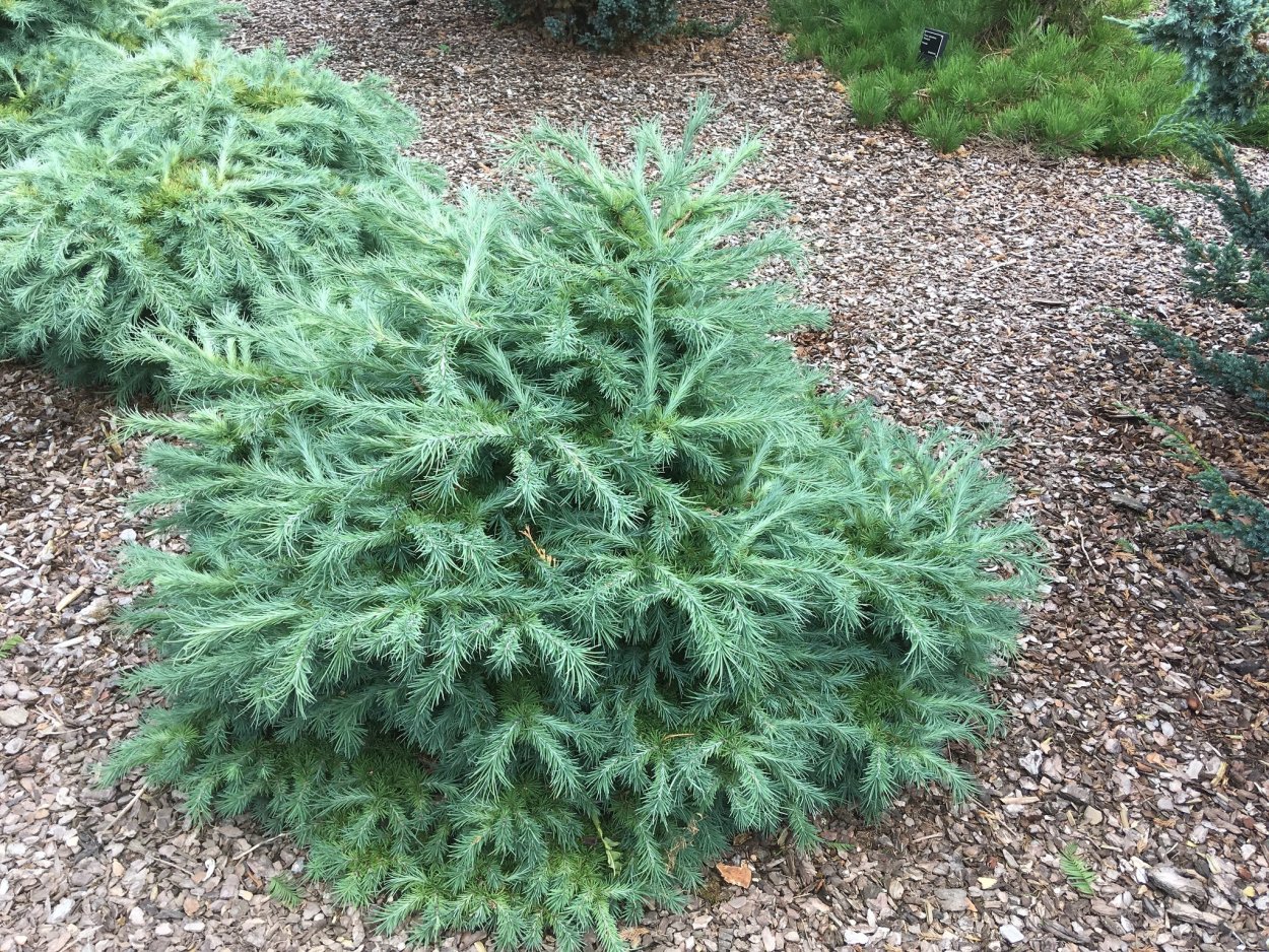 Шишки лиственницы Ольгинской