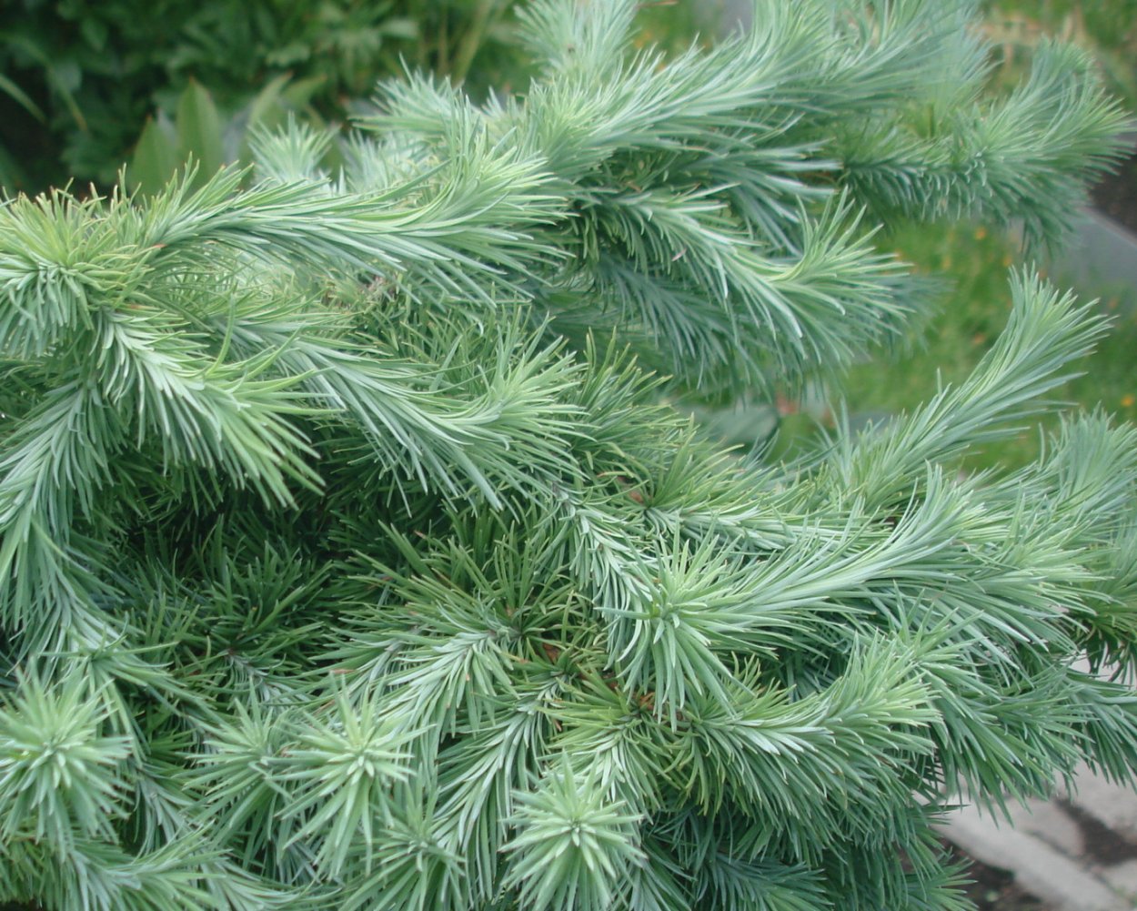 Лиственница Солнечный Луч