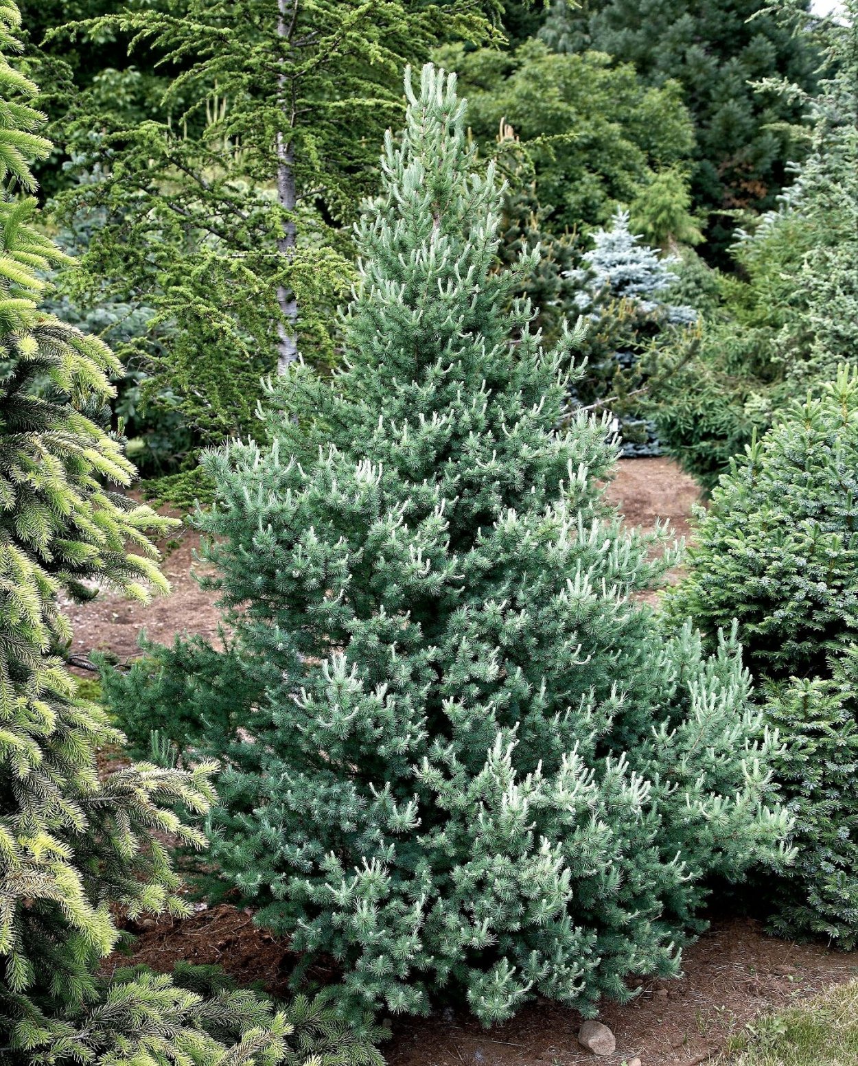 Лиственница Ольгинская Larix Olgensis