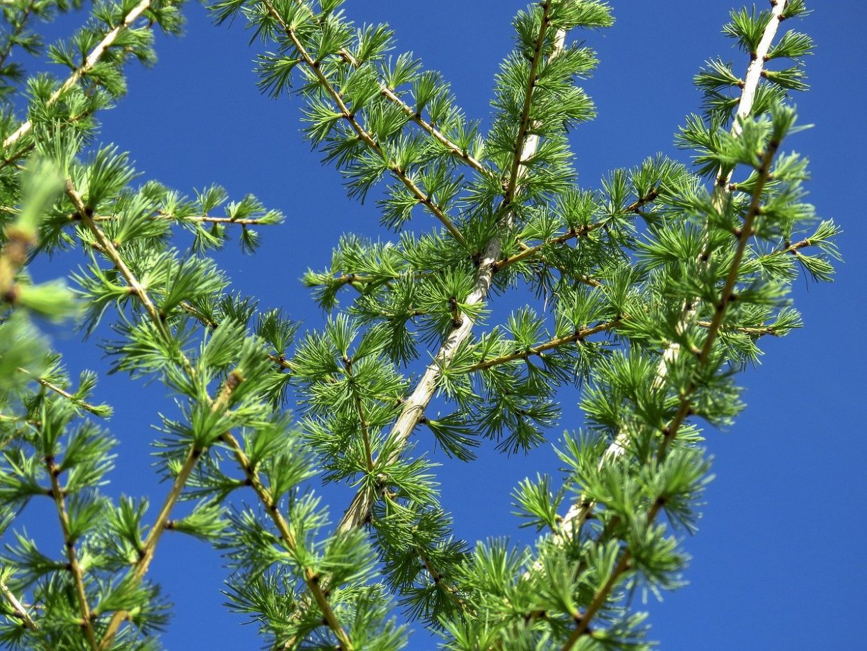 Лиственница Кемпфера