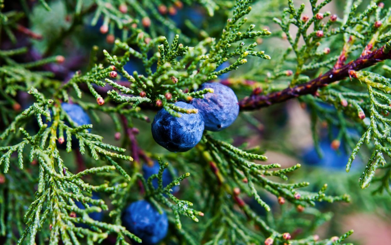 Арча дерево Таджикистан