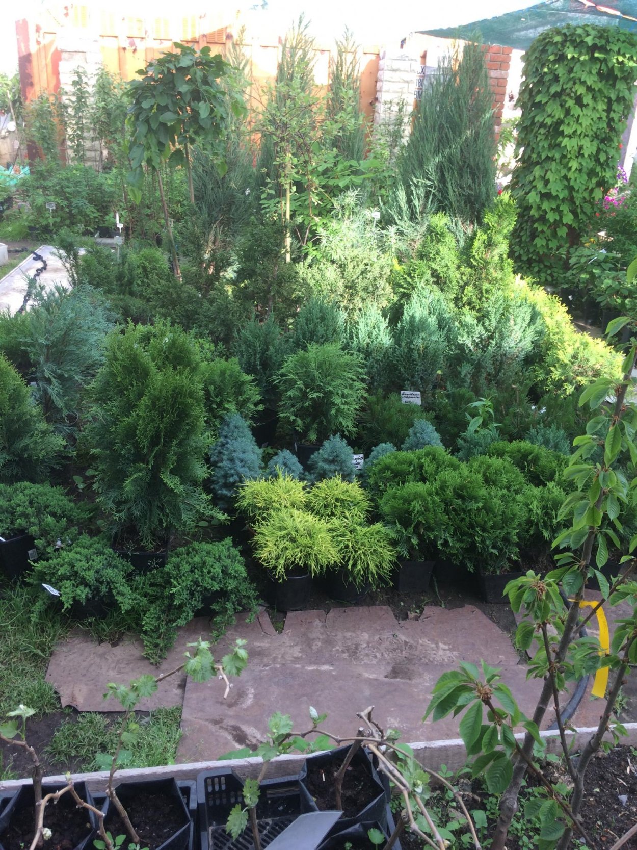 Лиственница Сибирская Larix sibirica