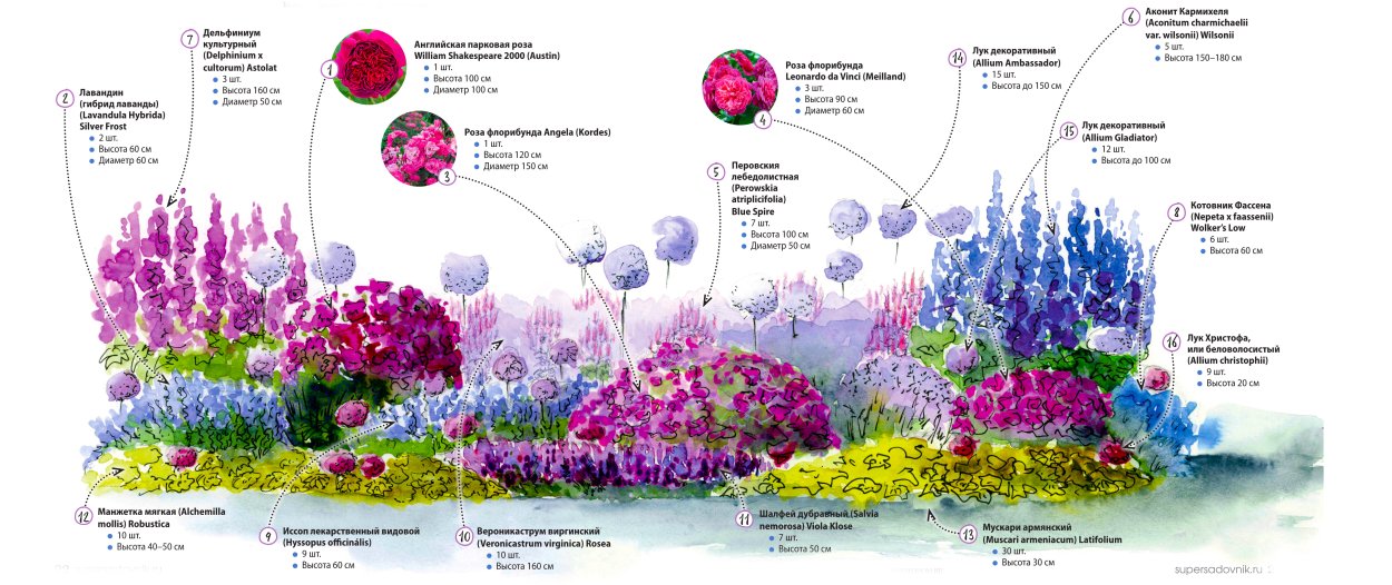 Схема миксбордера из многолетников непрерывного цветения