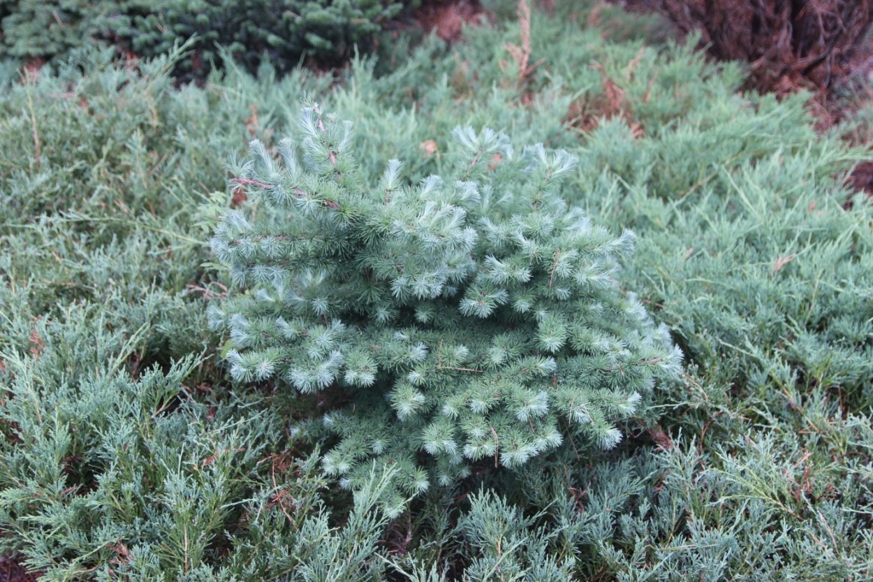 Larix kaempferi Blue Rabbit