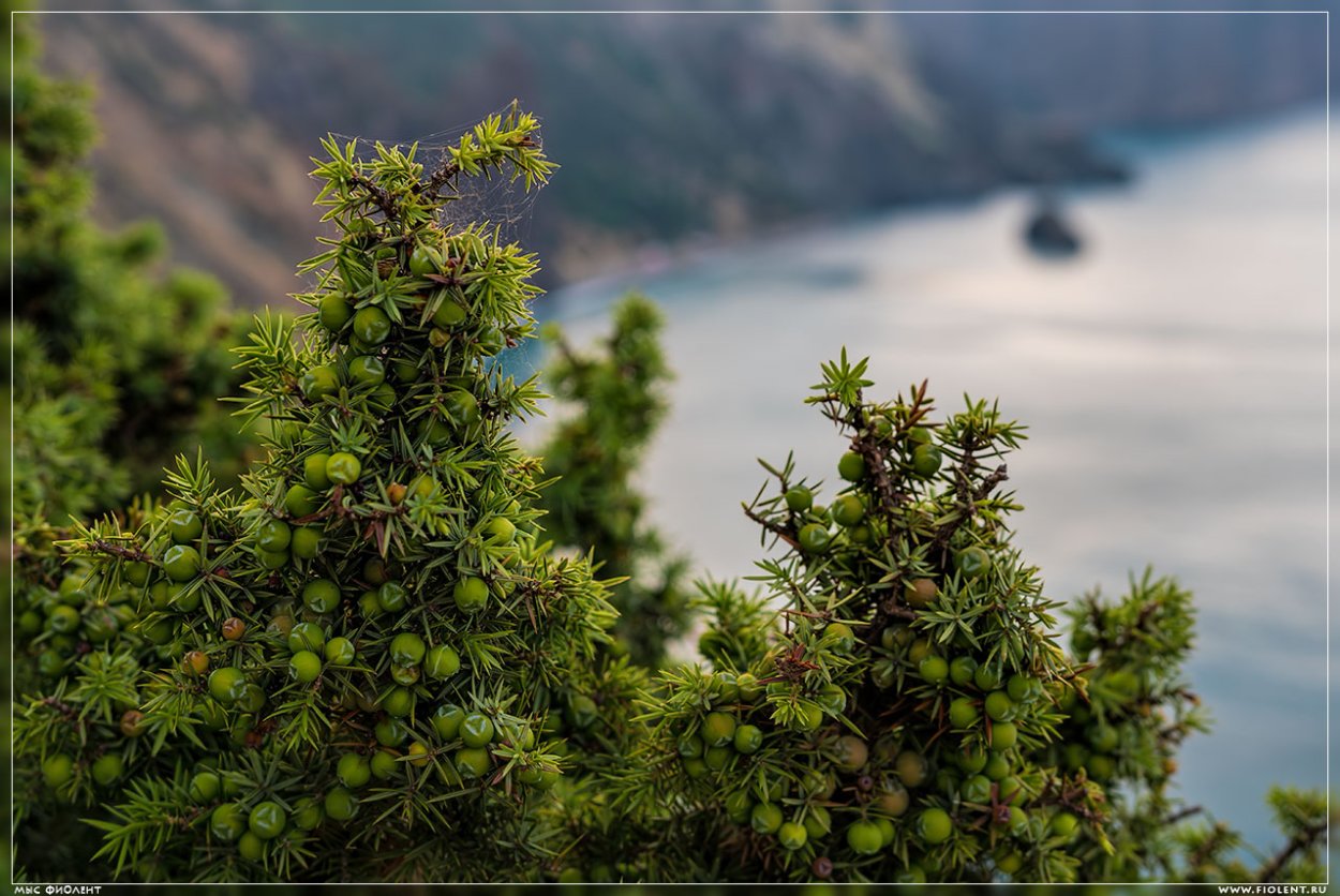 Артыш казацкий можжевельник