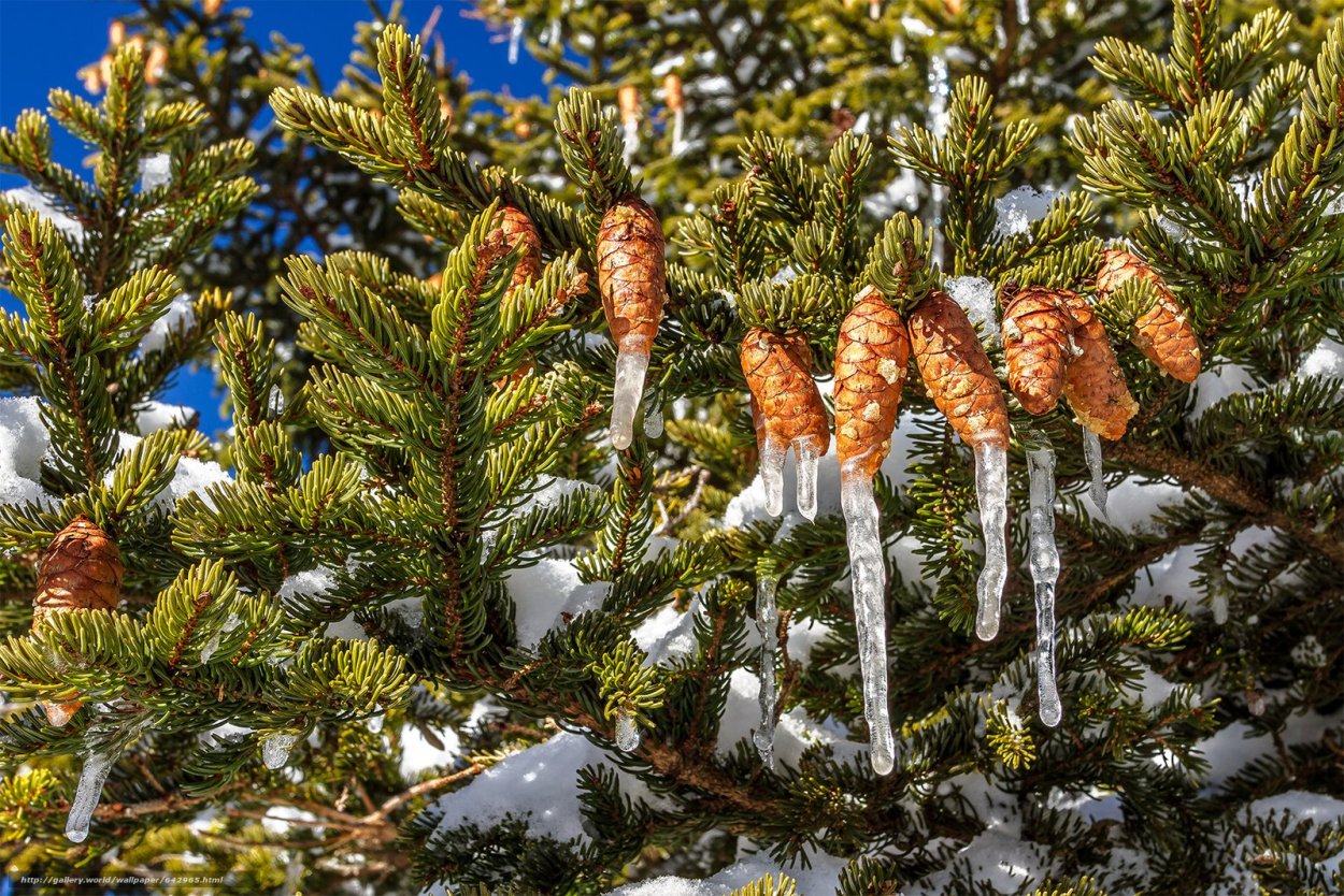 Ель Аянская шишки