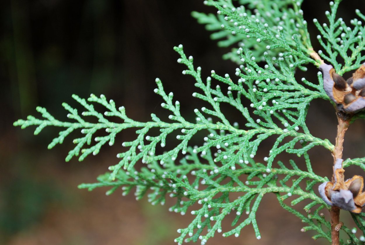 Хвойники сосна можжевельник