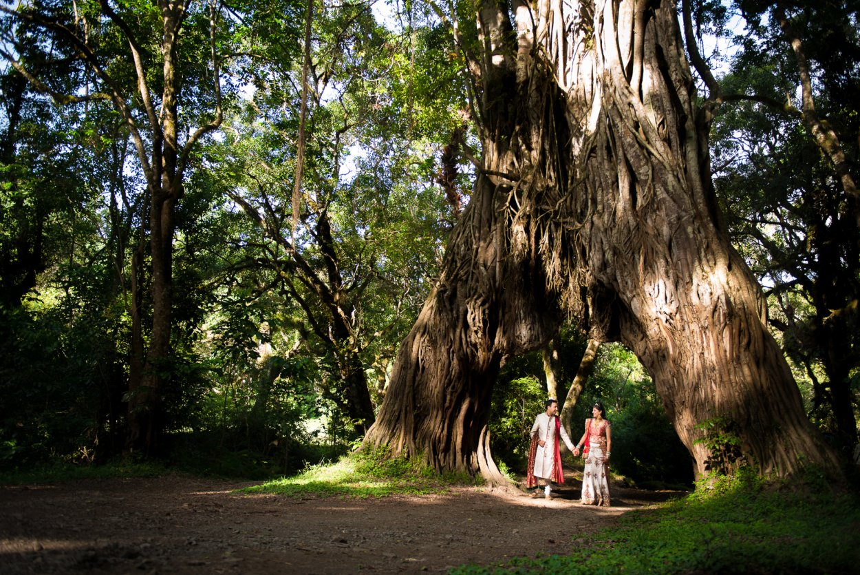 Можжевельник древовидный Крымский