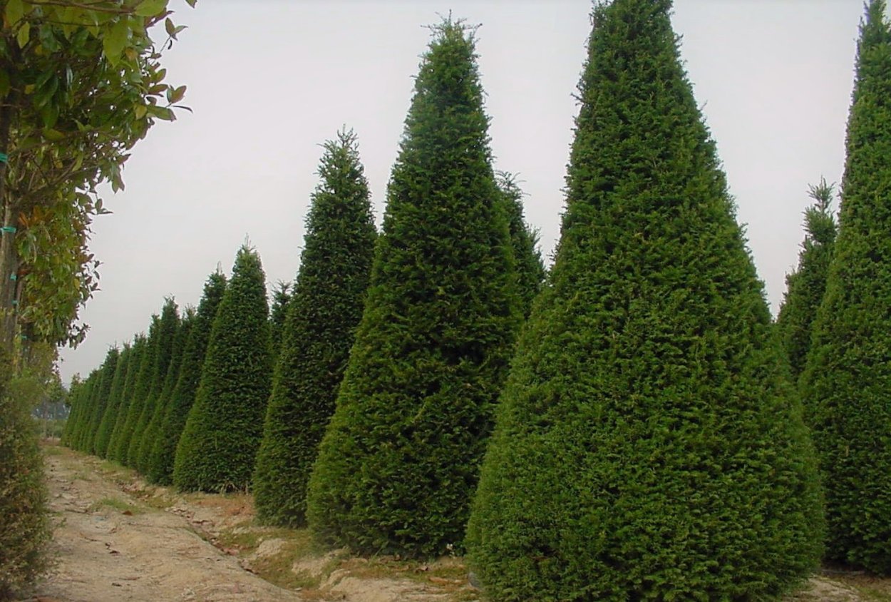 Кипарис Лейланда пирамидальный