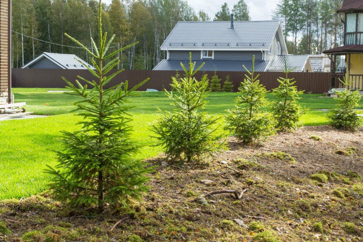 Лиственница тонкочешуйчатая шишки