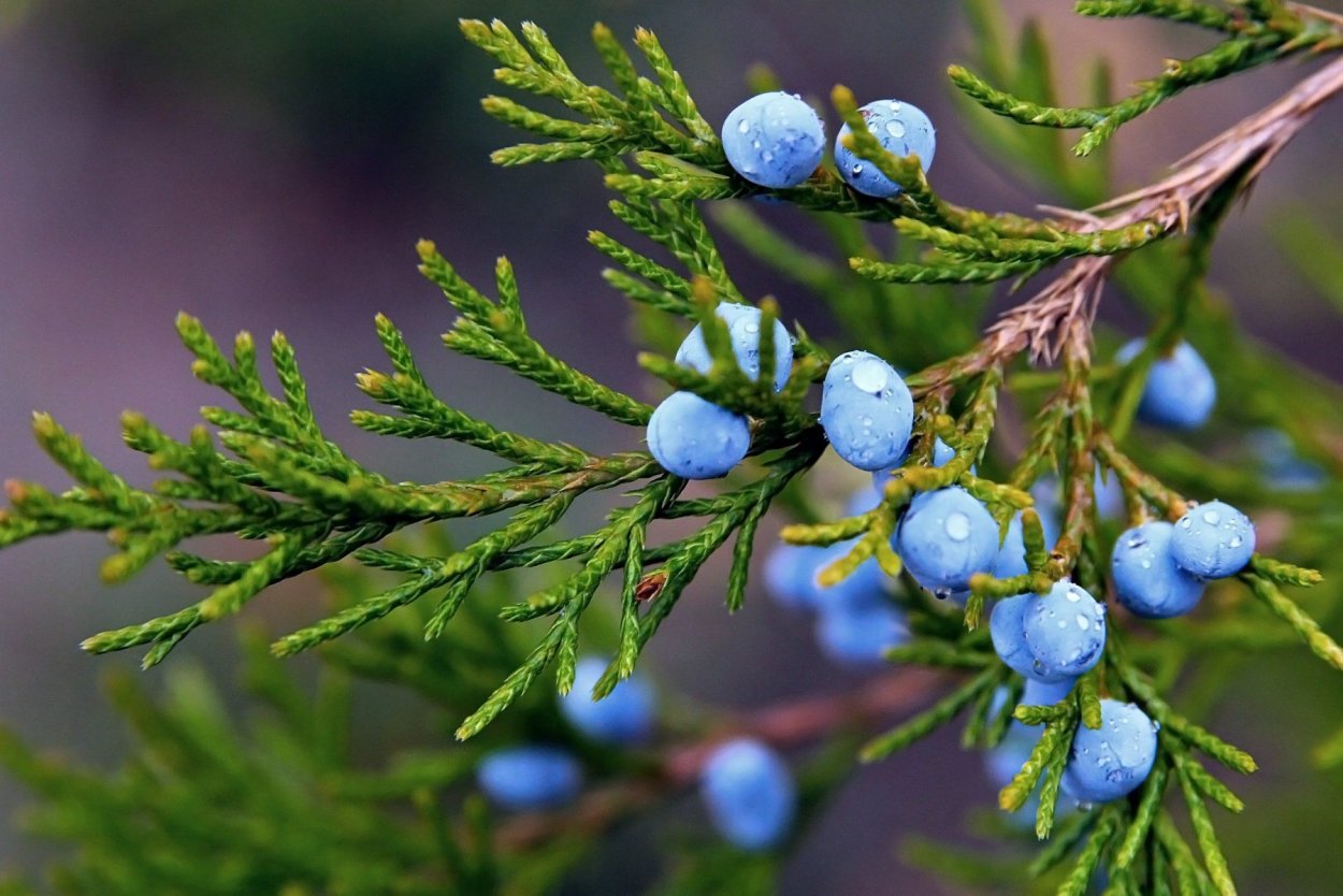 Можжевельник казацкий ягоды