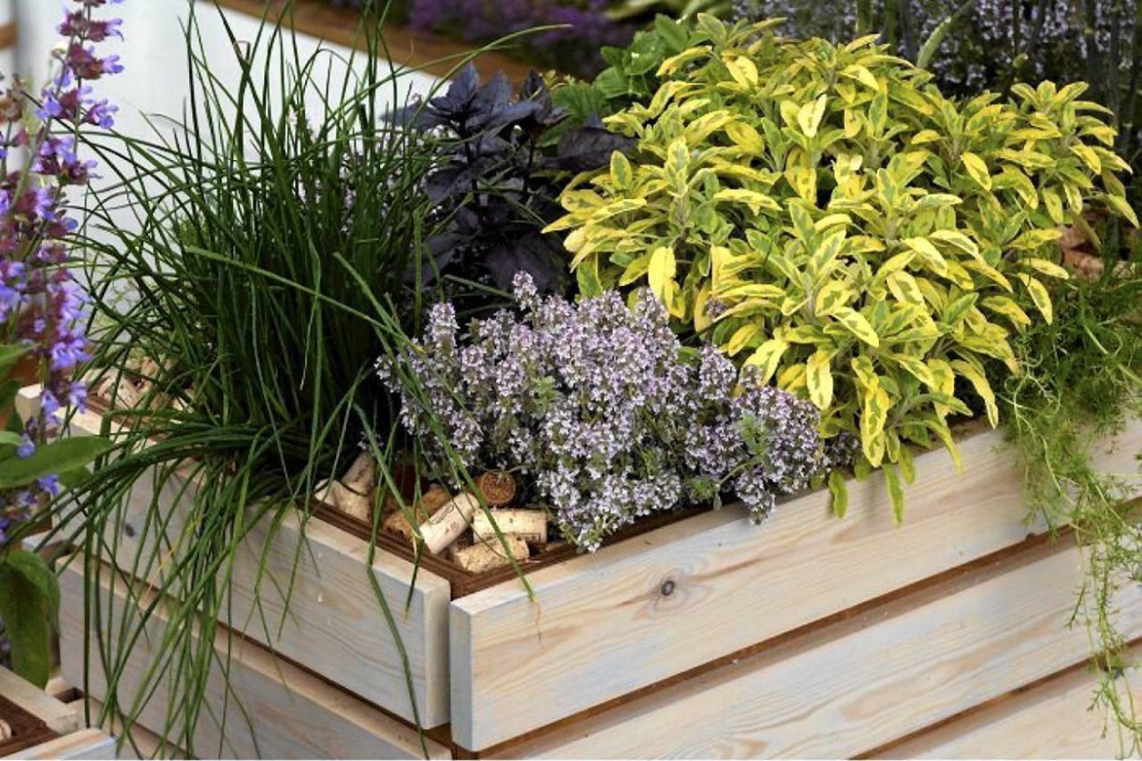 Грядка с пряными многолетниками