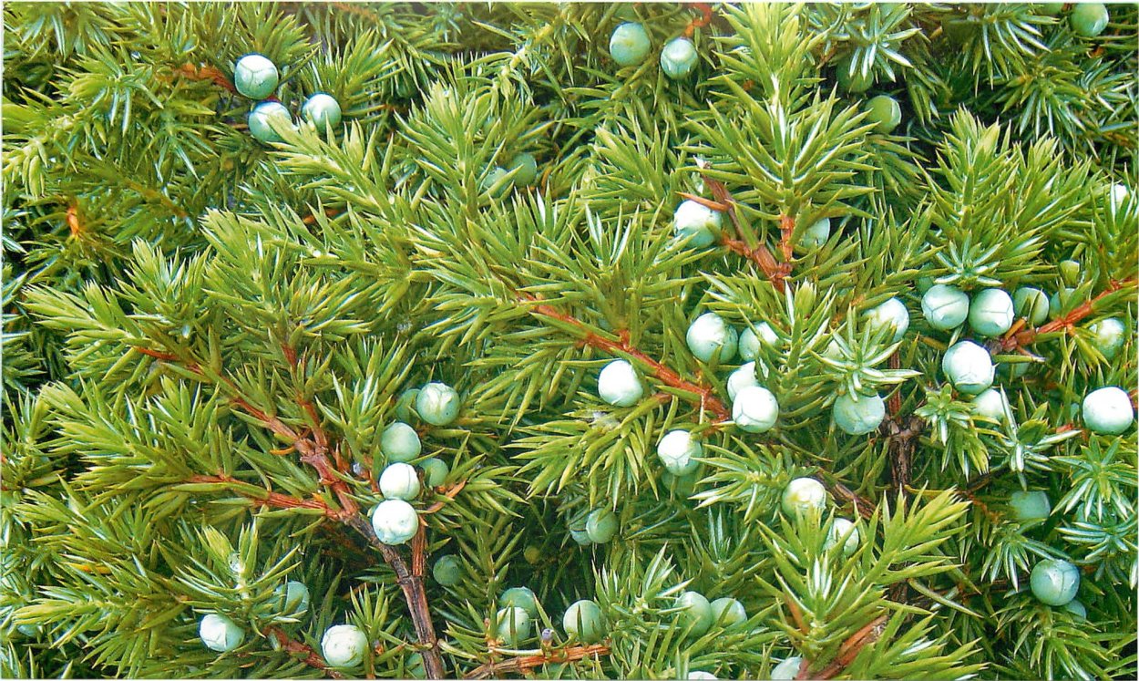 Артыш казацкий можжевельник