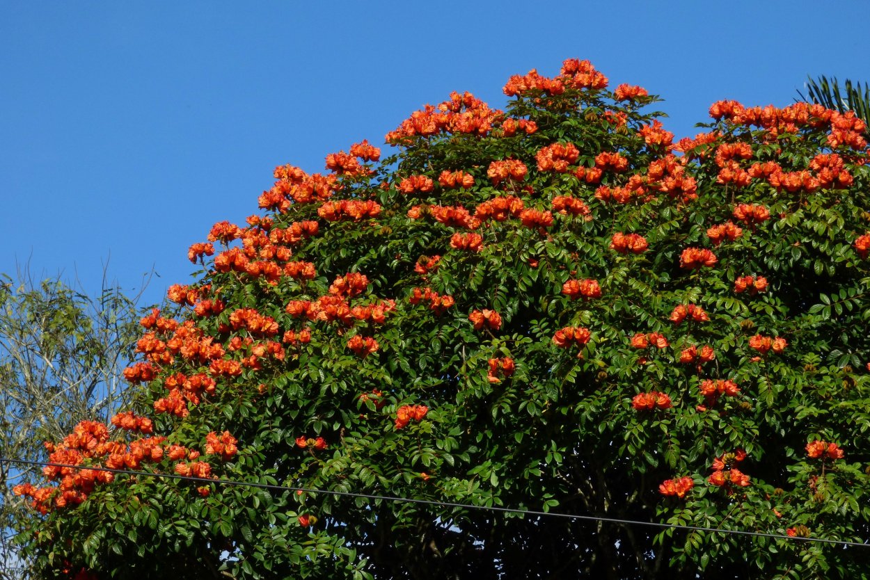 Тюльпановое дерево климат