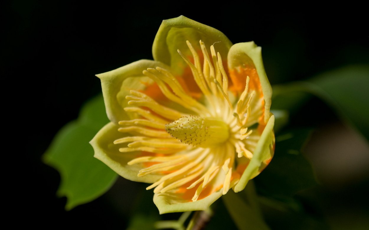 Цветы тюльпанового дерева