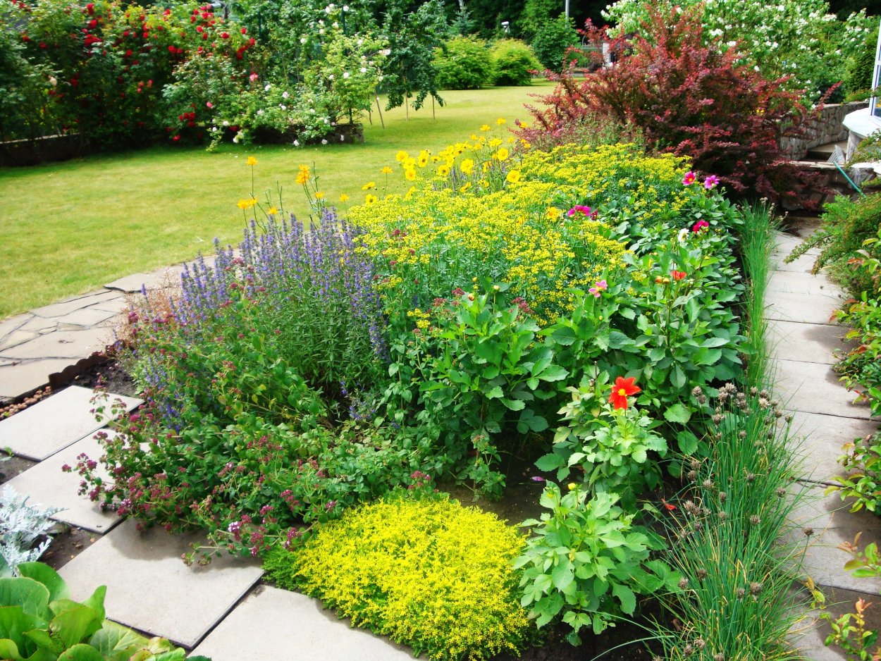 Тимьян в миксбордере