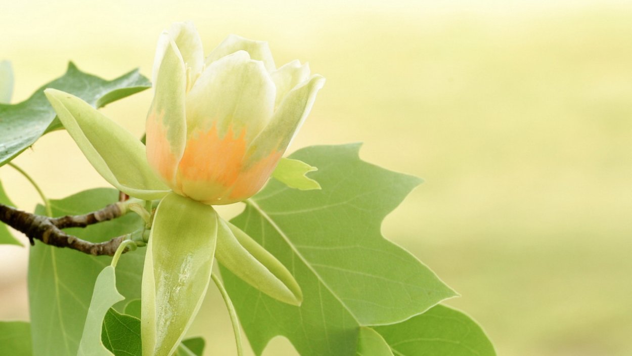 Лист тюльпанного дерева