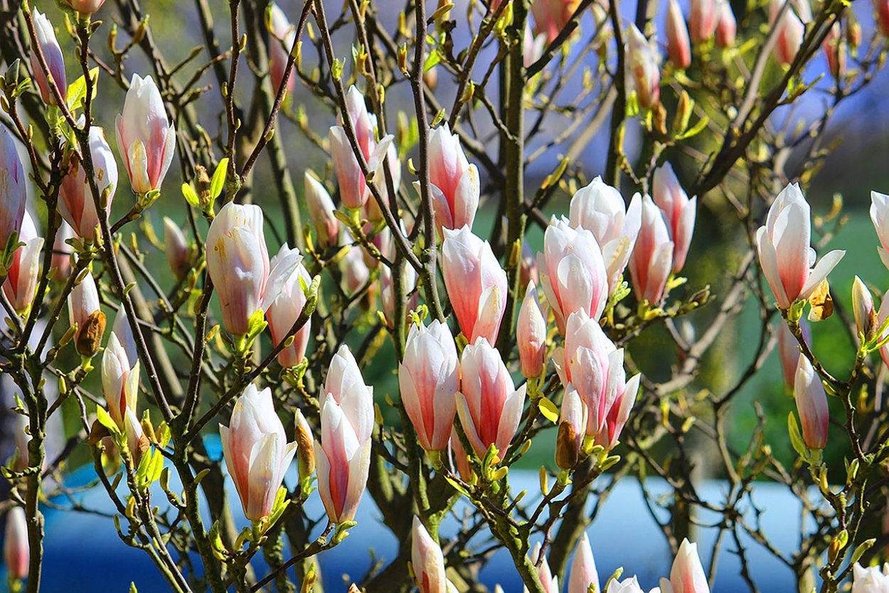 Рододендрон тюльпановое дерево