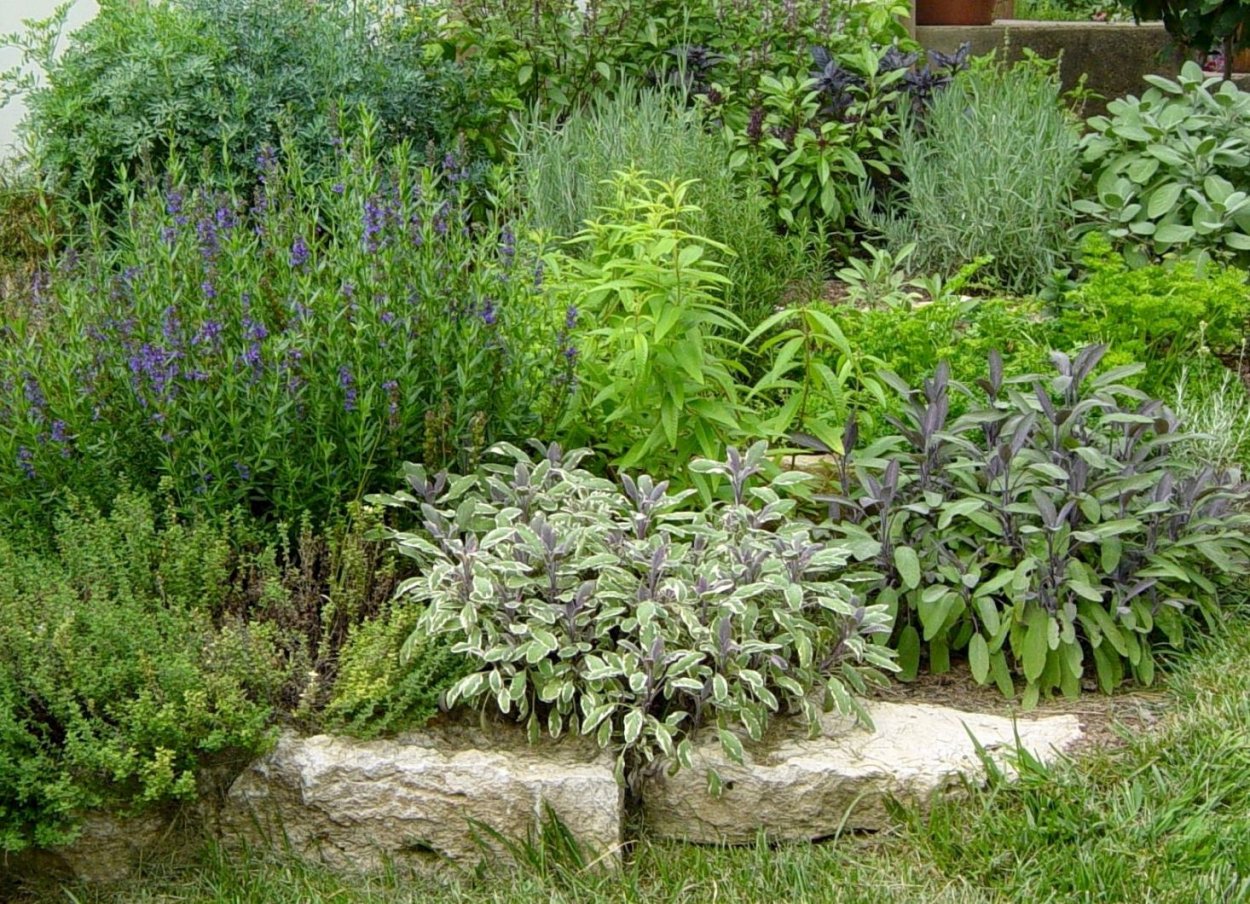 Бордюрные травянистые многолетники