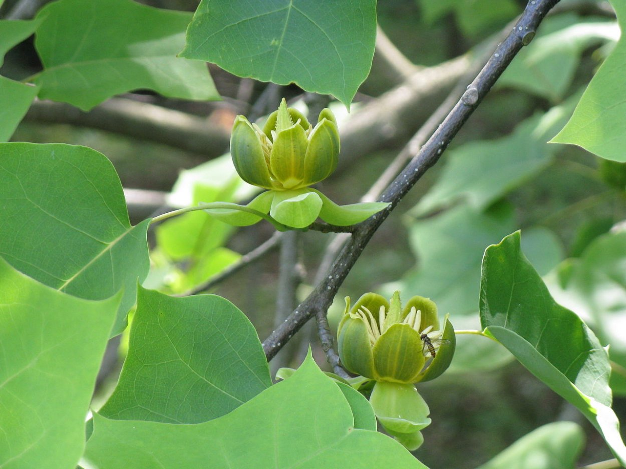 Liriodendron chinense