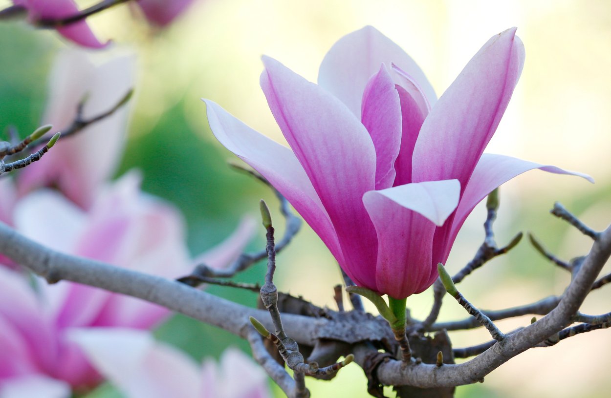 Спатодея тюльпановое дерево