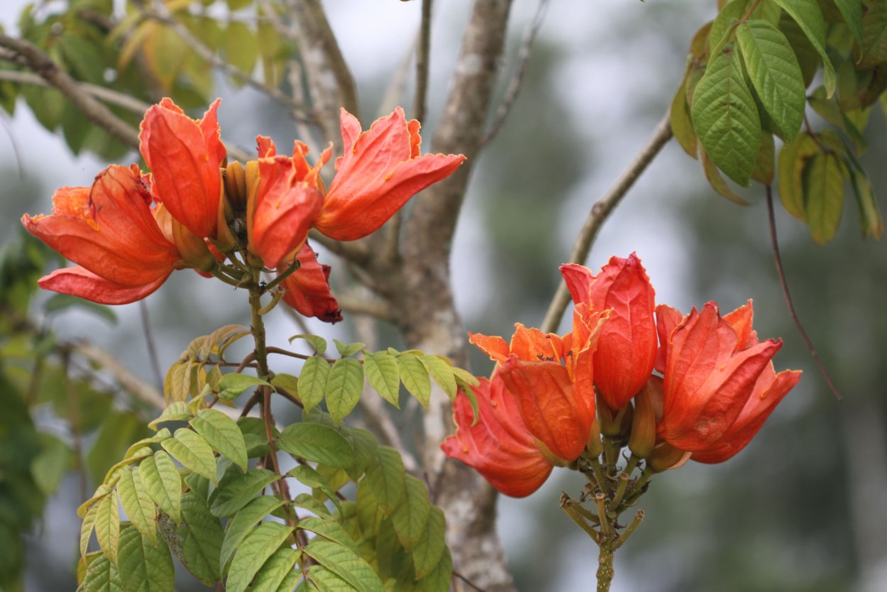 Спатодея африканское Тюльпанное дерево семена