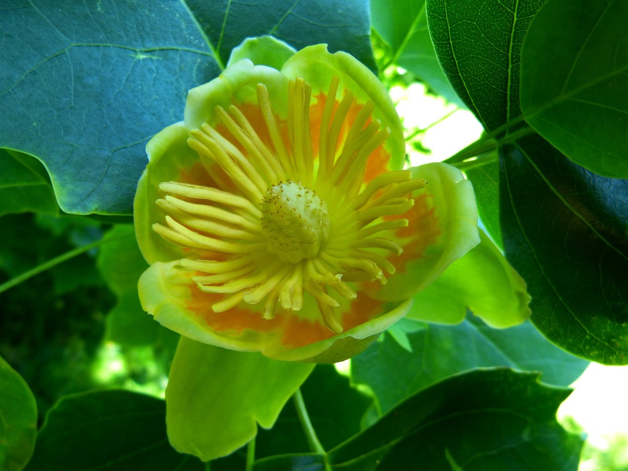 Лист тюльпанного дерева