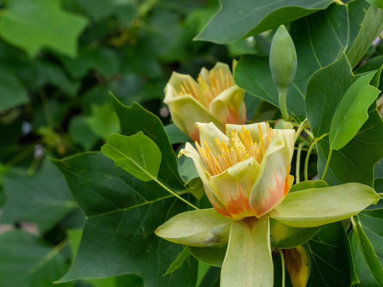 Тюльпановое дерево белое