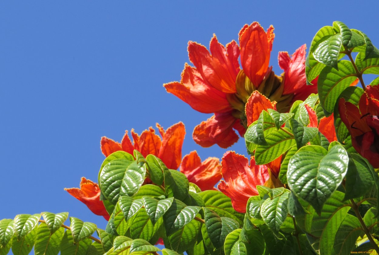 Тюльпановое дерево Головинка