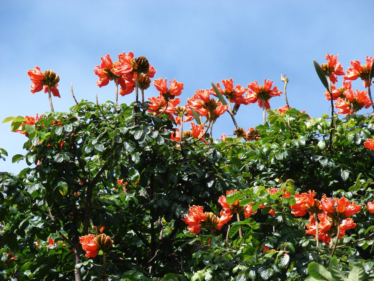 Спатодея африканское Тюльпанное дерево