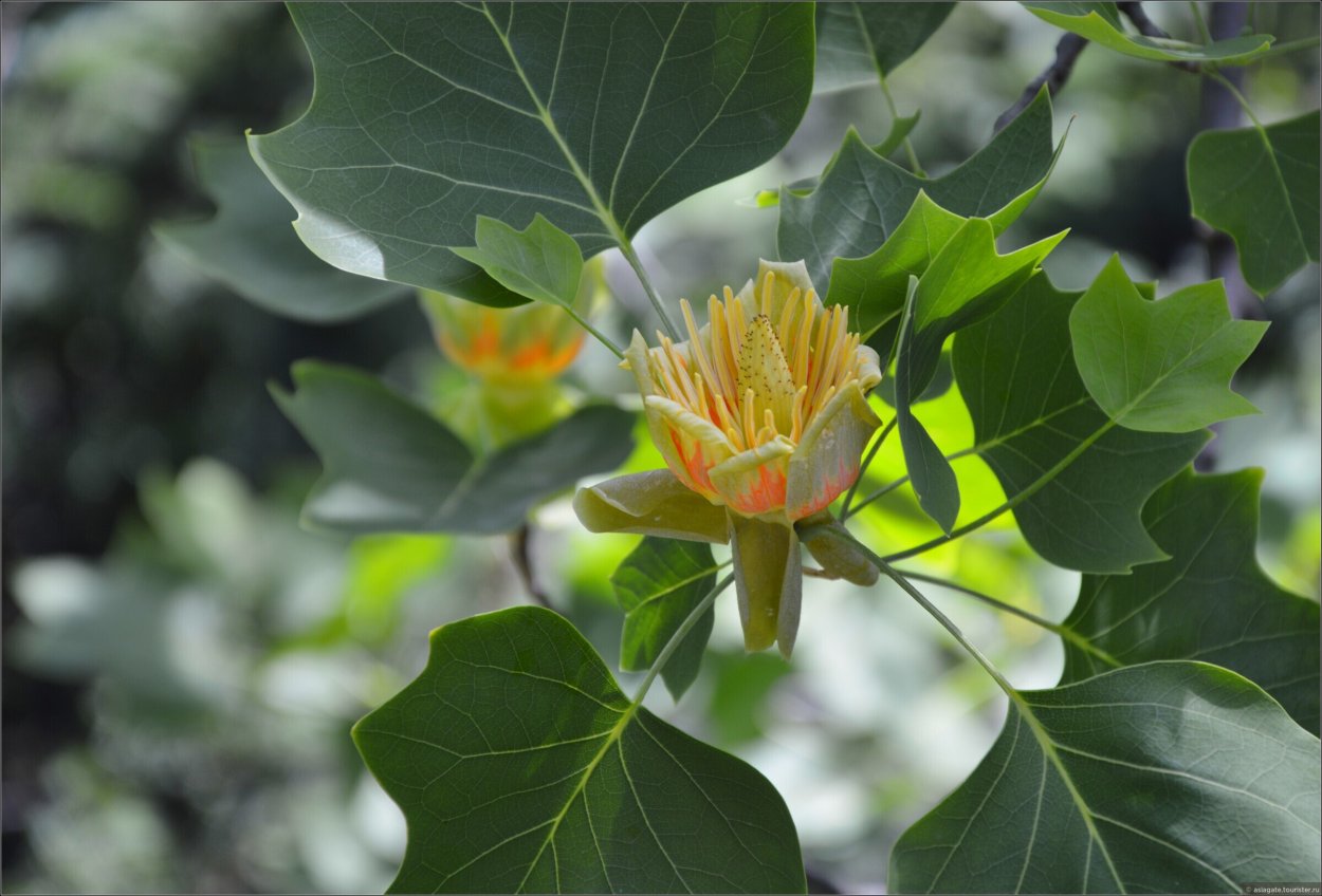 Магнолия Роял Сплендор