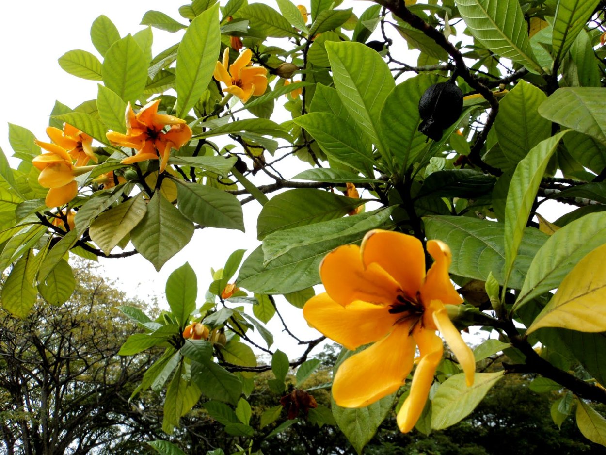 Тюльпановое дерево