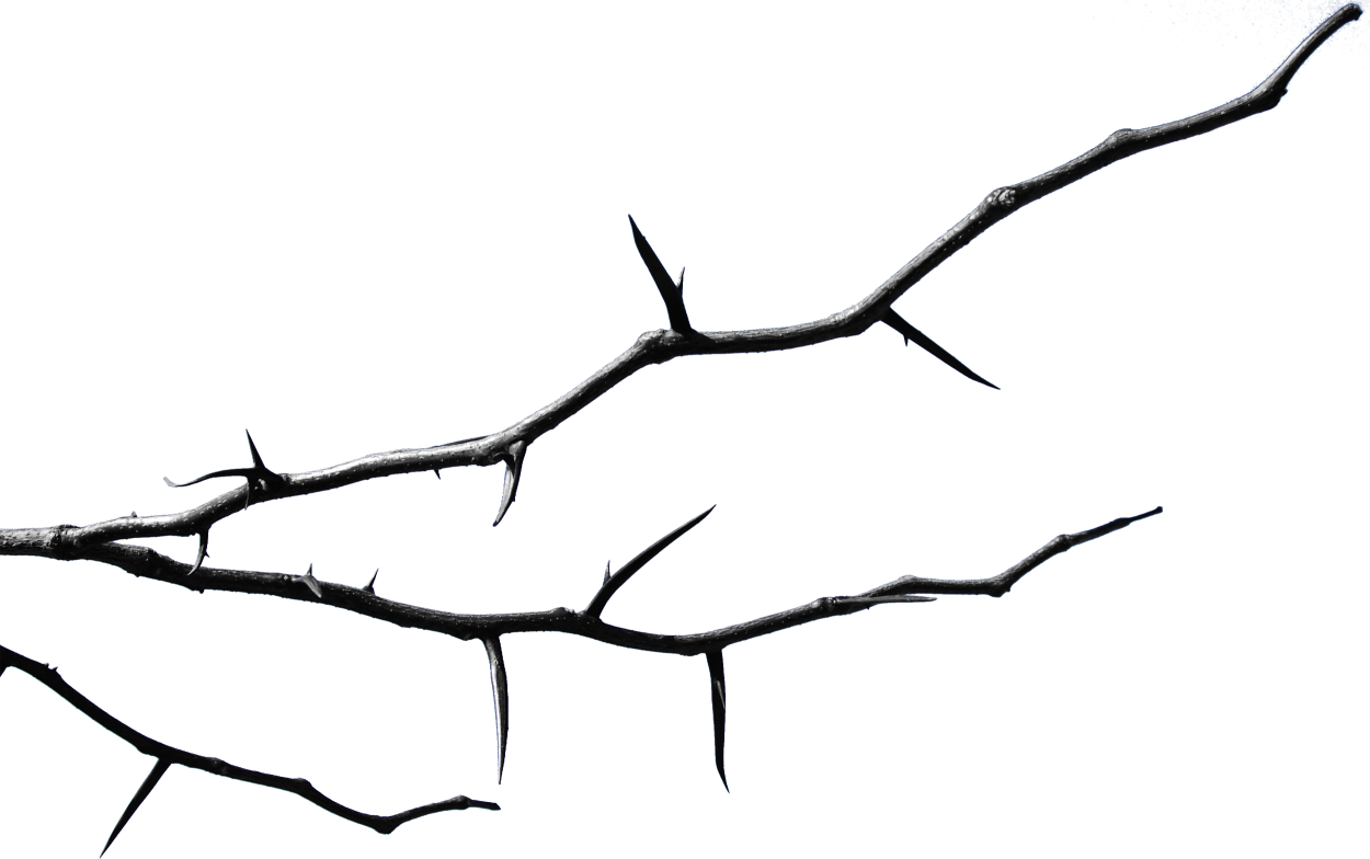 Сухие ветки