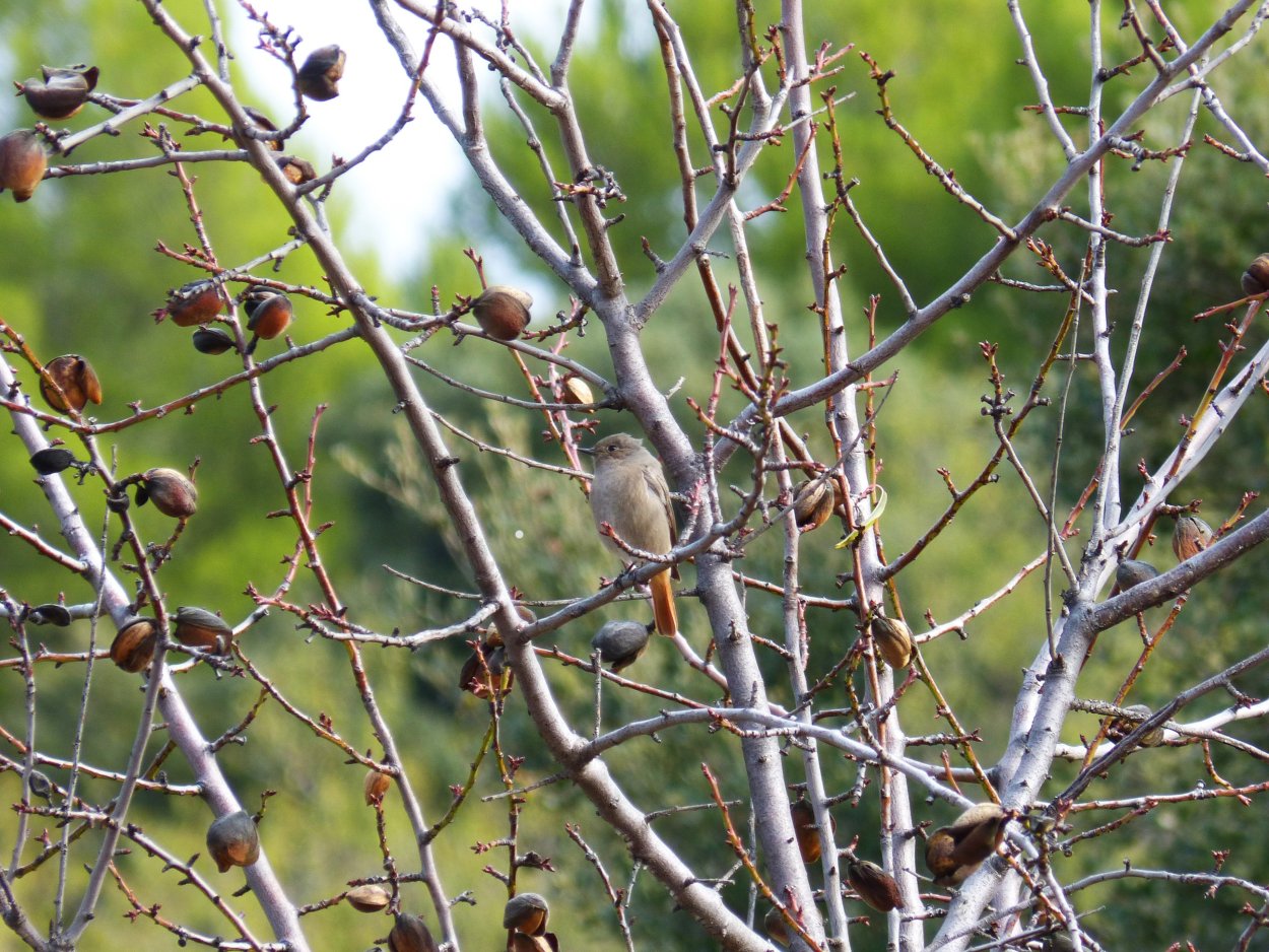 Плодовое дерево с колючками на ветках