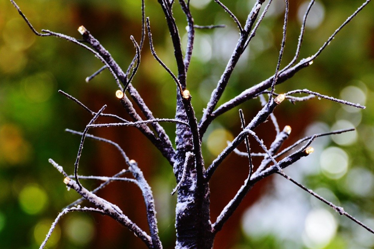 Куст с шипами на ветках