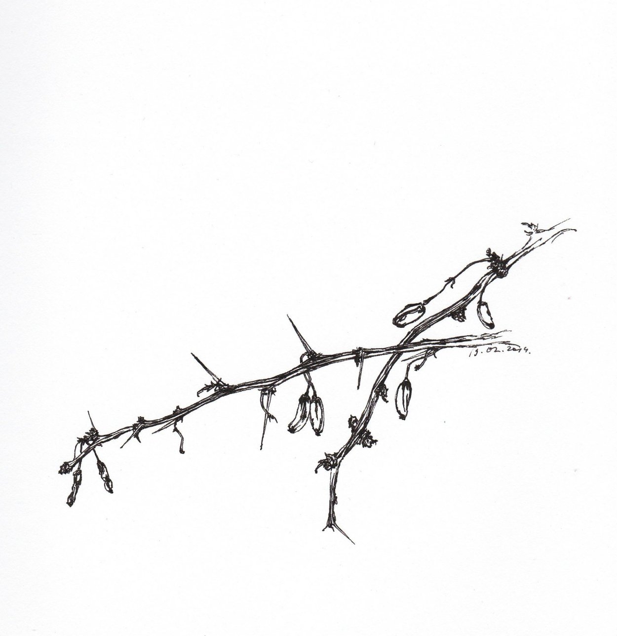Зарисовки веточек