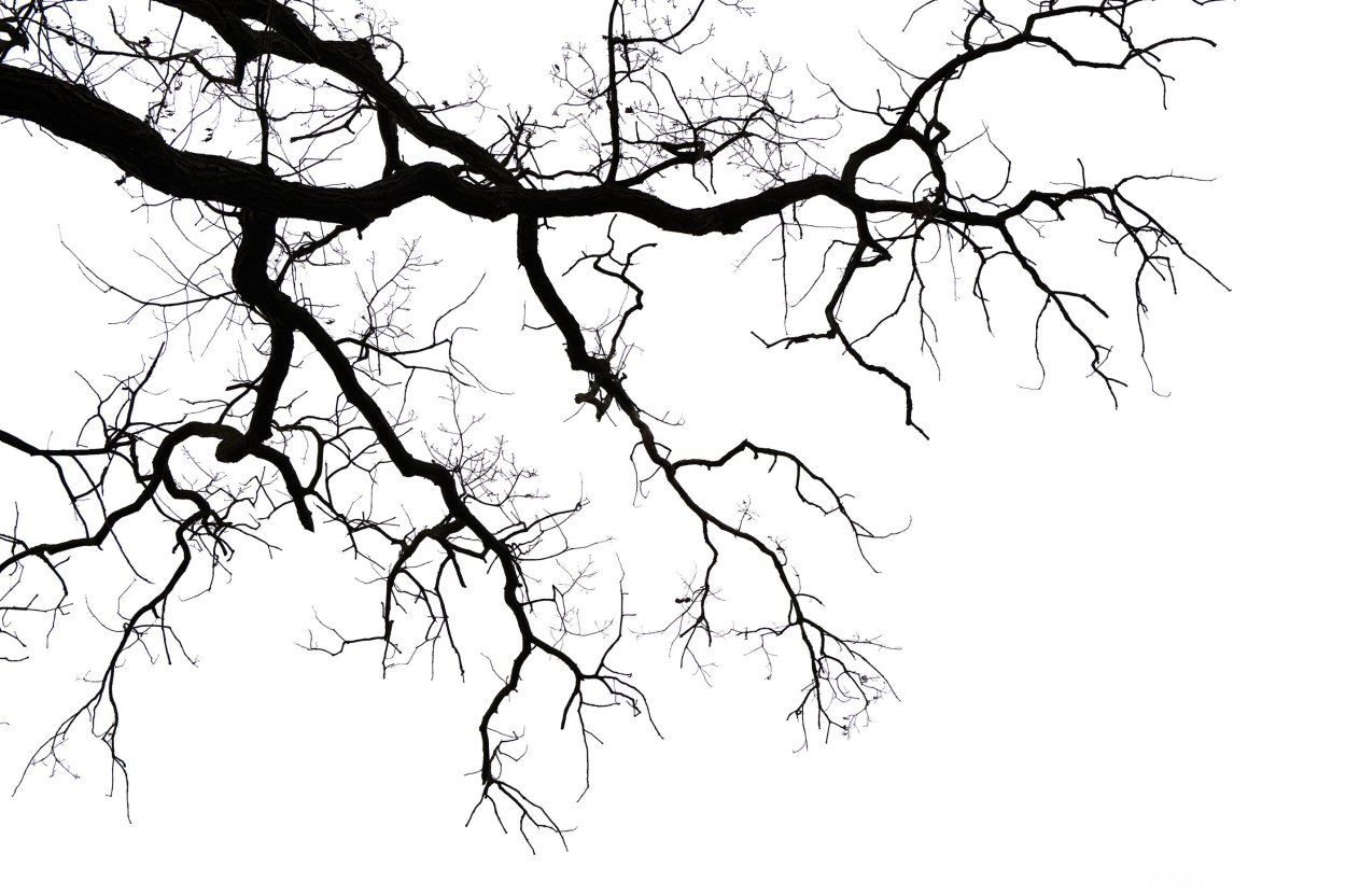 Страшные ветки