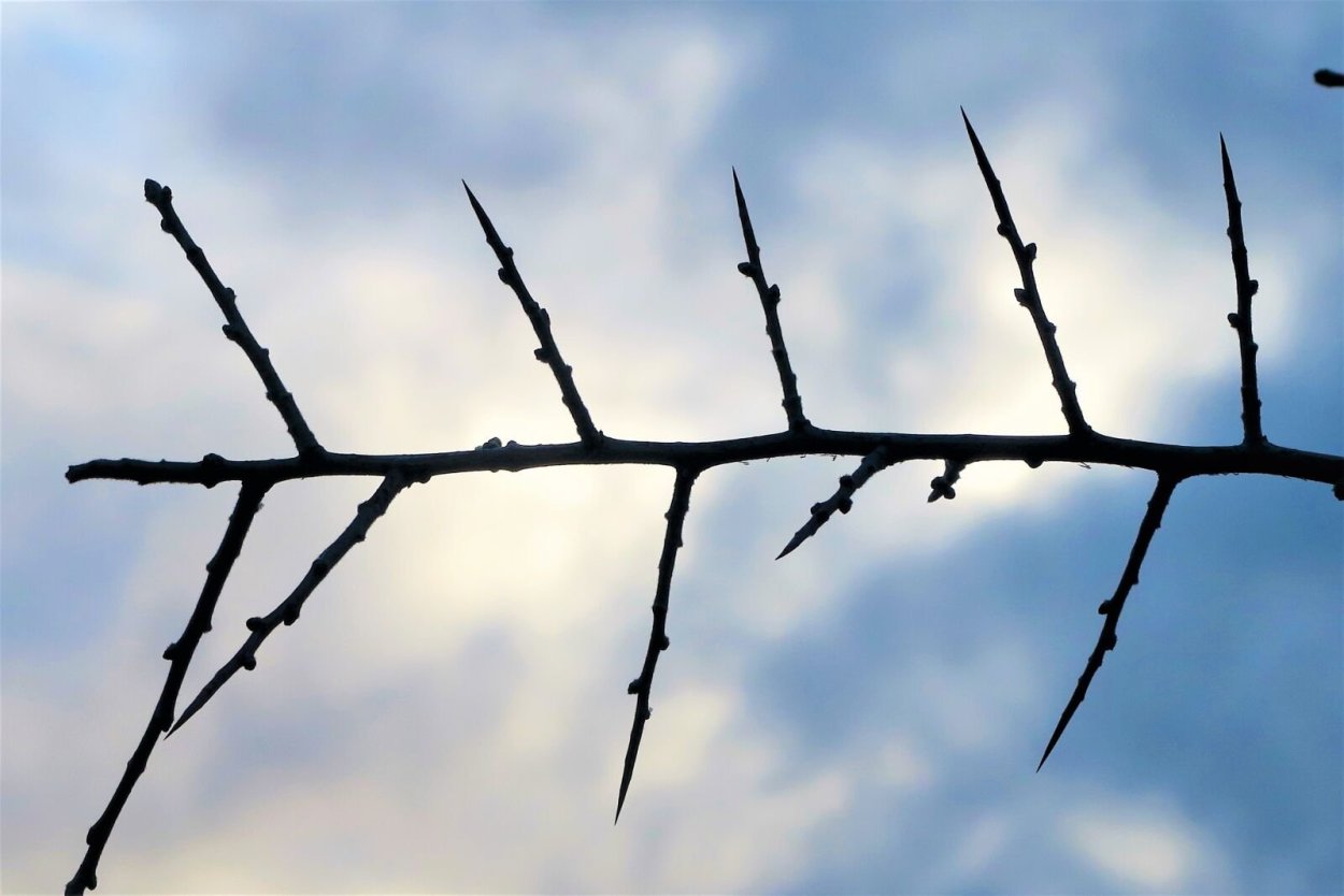 Колючие ветки