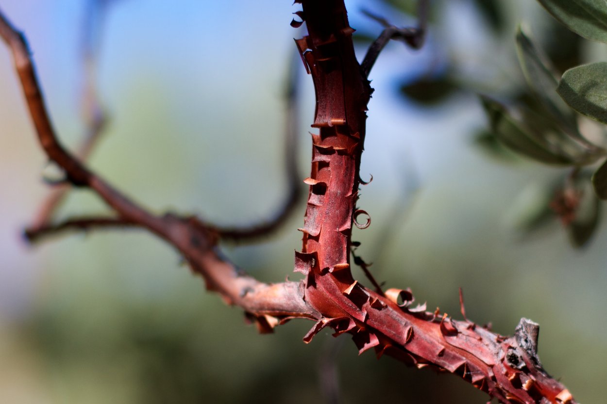 Дерево с шипами на ветках