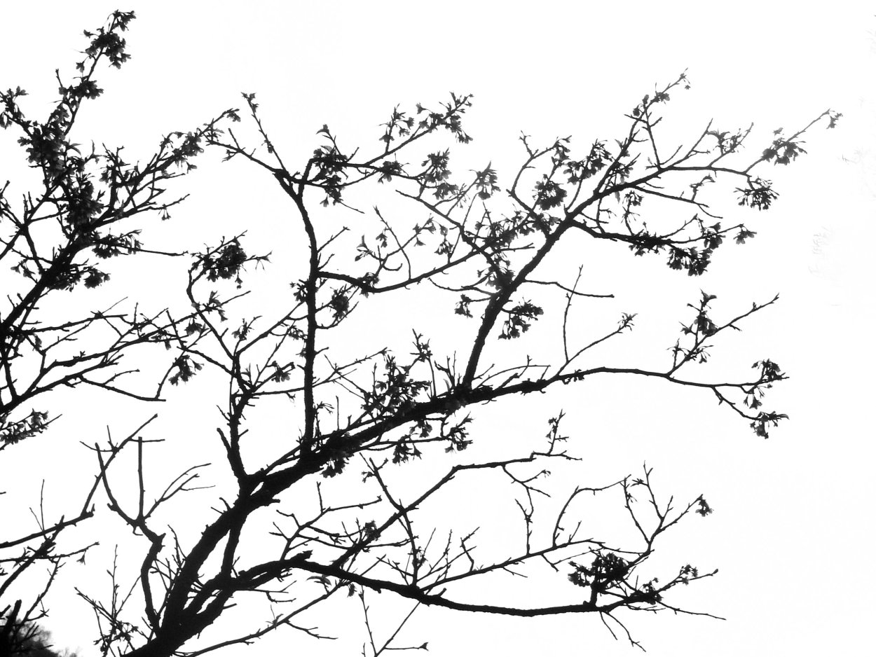 Ветка дерева