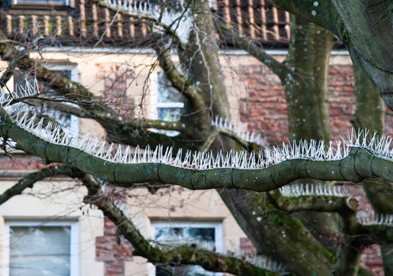 Птицы с шипами на ветках