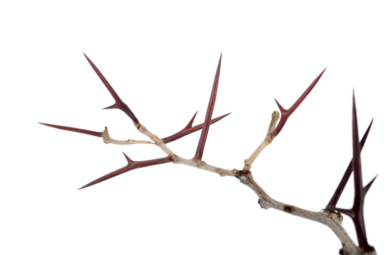 Ветка с колючками