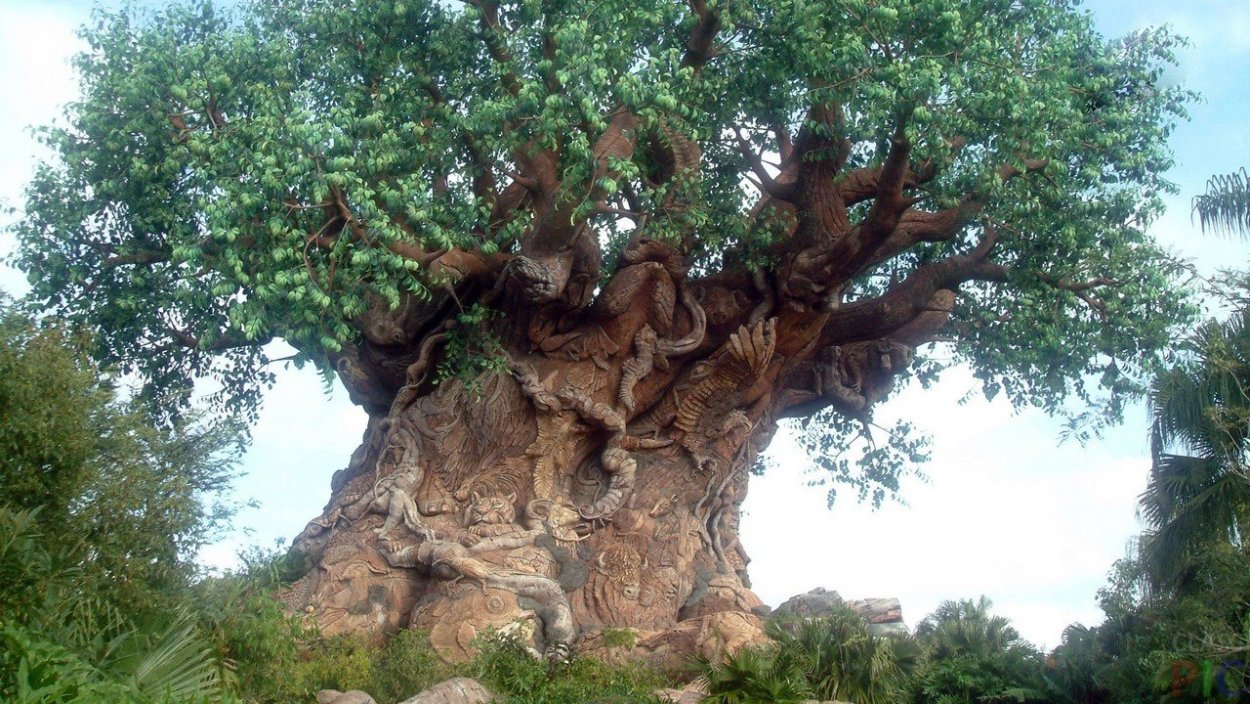 Драконовые деревья на острове Сокотра